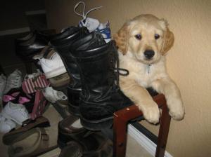 He loved his boots as a pup