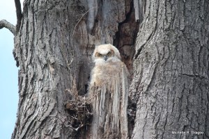 Owls on the Fox River