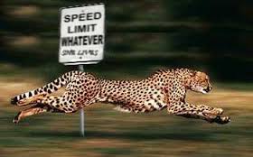 No matter how I look, I'm sure going to feel like THIS! Pic: veganstrong@blogspot.com